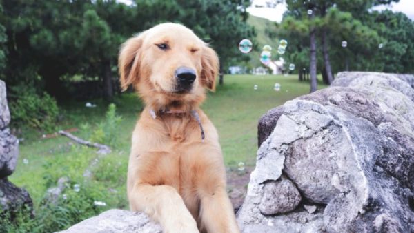 Trauma Informed Leadership