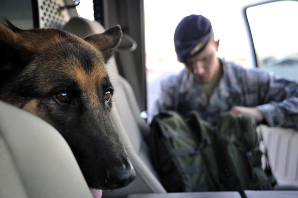 Fight or Flight Hormone Response