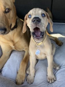 Greatness From A Great Dane